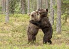 Mike Smith_Brown Bear Cubs Play Fighting, Finland.jpg